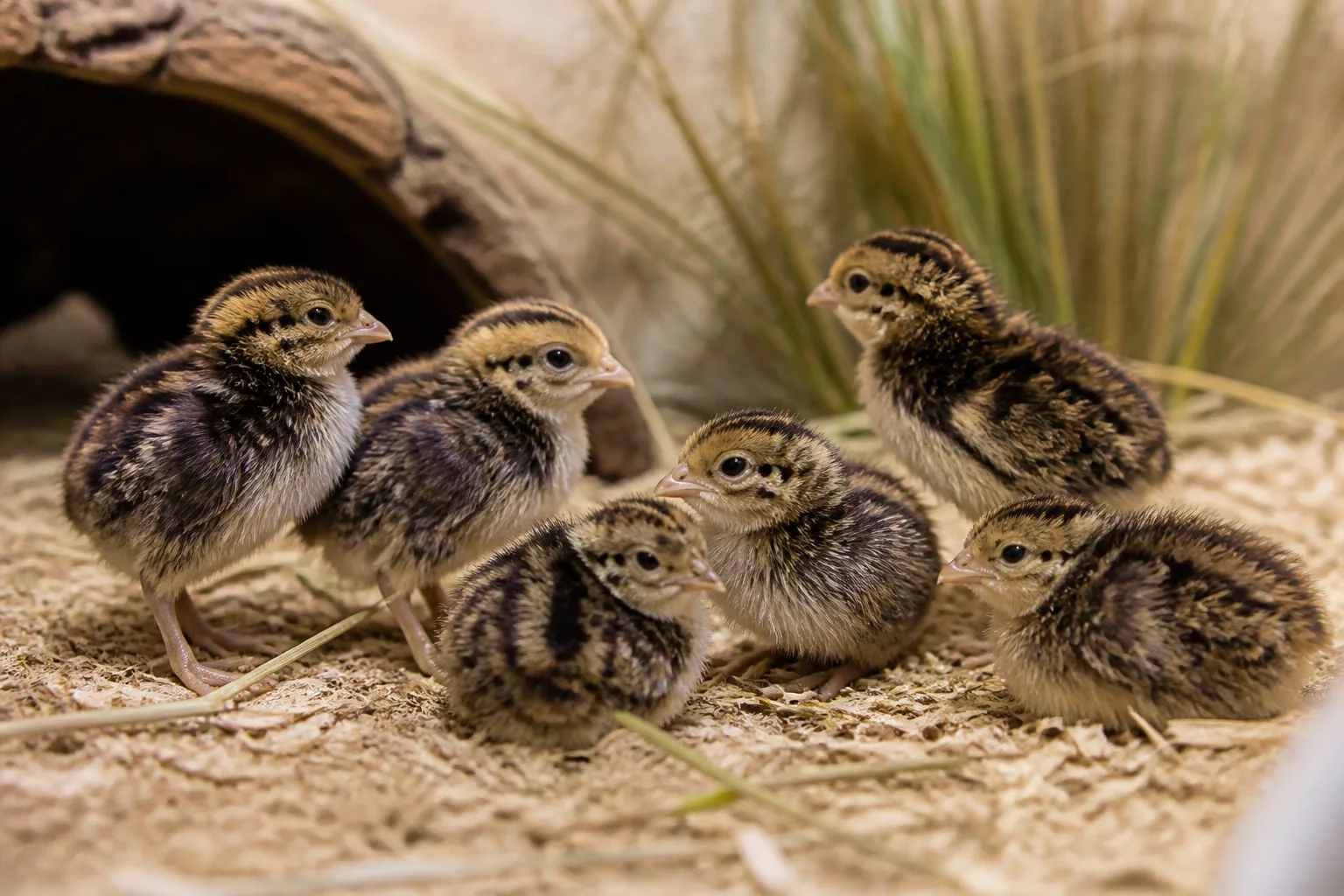 First Andalusian buttonquail chicks hatch under species reintroduction programme