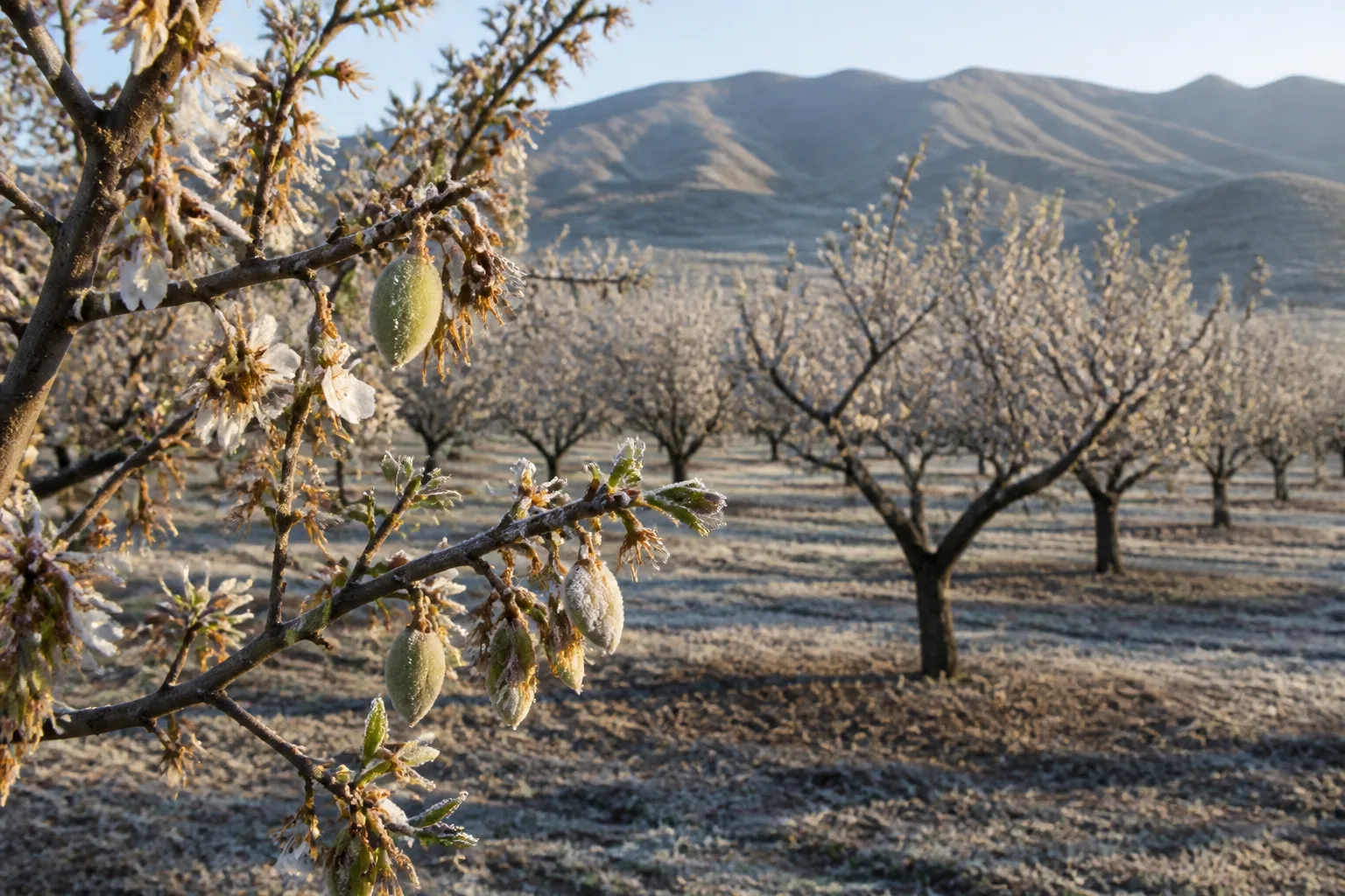 Andalusia authorizes €10 million in aid for almond growers affected by frost