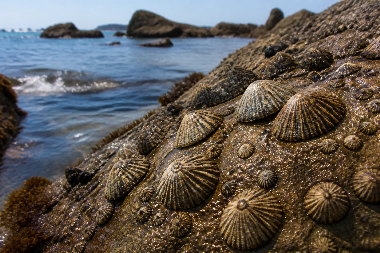 Ferruginous limpets doubled in three years to an estimated 65,000 adults on Andalusia’s coast